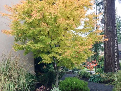 Acer palmatum 'Sango Kaku' Sango Kaku, Coral Bark Maple, Japanese Maple Bonsai, Coral Bark Japanese Maple, Fall Color Trees, River Rock Garden, Pre Bonsai, Hosta Gardens, Japanese Maple Tree