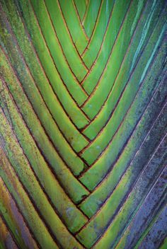 1000+ ideas about Patterns In Nature on Pinterest | Fractals ... Nature Close Up Texture, Ravenala Madagascariensis, Travelers Palm, Motifs Organiques, Plant Texture, Geometry In Nature, Palm Pattern, Palm Tree Pattern, Leaf Patterns