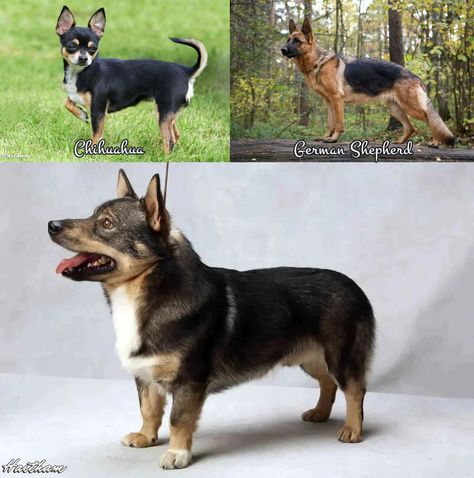 Chihuahua German Shepherd Mix Chihuahua Mix Dogs, German Shepherd Mix, Chihuahua Mix, Amazing Animals, German Shepherd, Chihuahua, Pet, Dogs, Animals