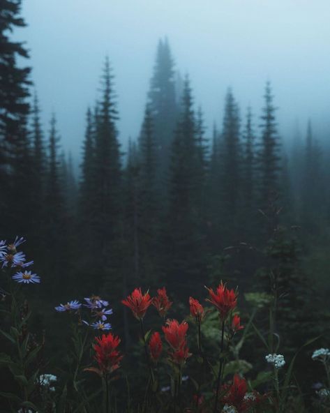 Divine Forest 🌲🌲🌲 su Instagram: "presents @zachnicholz Mood for Days Tag your photo #divine_forest We look forward to share your forest passion Divine Forest team:…" Pnw Forest, Fog Photography, Dark Forest Aesthetic, Mountain Aesthetic, Foggy Mountains, Nostalgic Art, Foggy Forest, Dark Nature Aesthetic, Forest Path