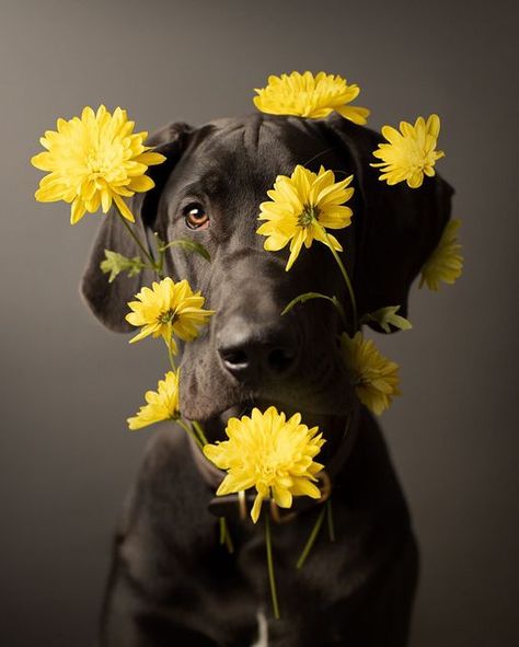 Dog Photoshoot, Dane Dog, Gifts For Dog Lovers, Great Dane Dogs, Flowers Canvas, Dog Photograph, Dog Print Art, Dog Canvas, Dog Flower