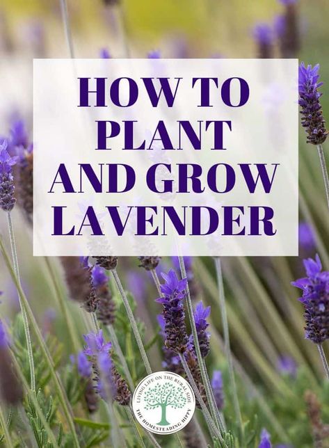 Lavender Growing, Lavender Plant Care, Grow Lavender, How Plants Grow, Evergreen Vines, Growing Lavender, Backyard Flowers, Lavender Garden, Meteor Garden 2018