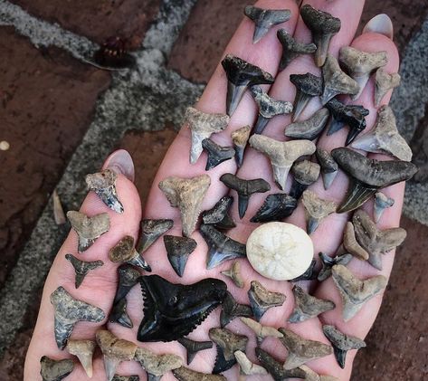 Myrtle Beach Shelling, How To Find Shark Teeth At The Beach, Myrtle Beach Aesthetic, Matt Hooper, Teeth Collection, Shark Teeth Crafts, Huge Shark, Myrtle Beach Photography, Myrtle Beach Trip