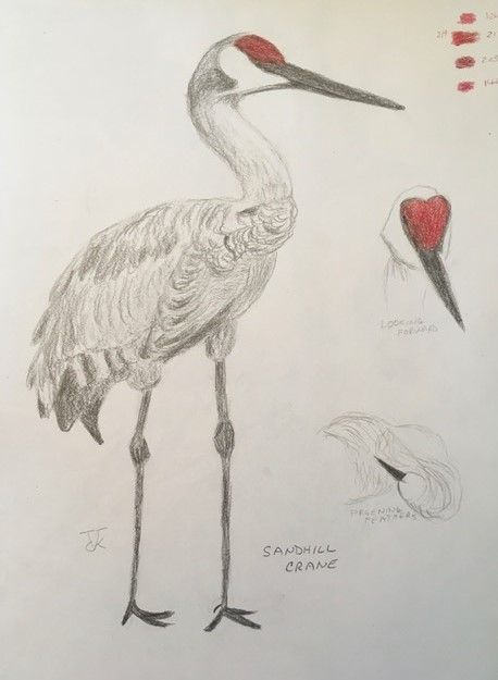 Sandhills Crane Tattoo, Cranes Drawing, Crane Drawing, Draw Birds, Crane Tattoo, Sandhill Cranes, Sandhill Crane, Tattoo Design Book, Game Birds