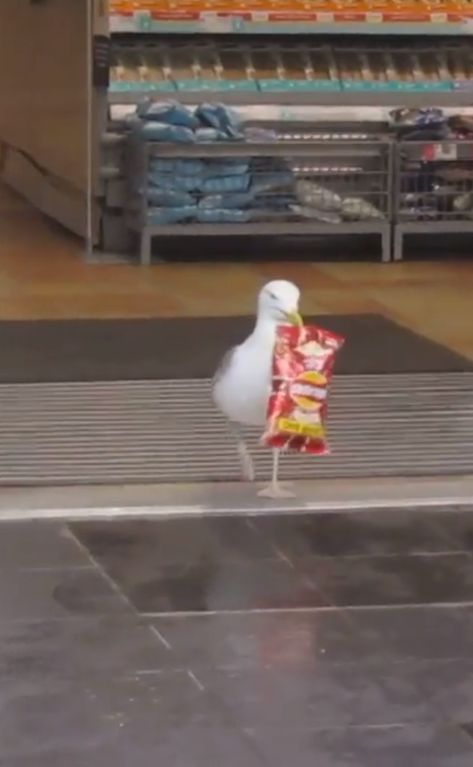 Seagull Aesthetic, Funny Birds, Silly Animals, Silly Pictures, Aberdeen, Funny Animal Pictures, A Bag, Funny Animals, Scotland