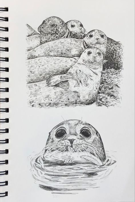 #scientificillustration #wildlifeillustration #inkdrawing #harborseals #seal Seal Sketch, Seal Drawing, Card Reference, Harbor Seal, Sketchbook Inspo, Surrealism Art, Scientific Illustration, Sketchbook Art, Drawing Inspo