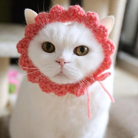 Pin for Later: This Cat Is So Lazy and Adorable, We Can't Even Handle It "The event said semiformal, right?" Cats With Hats, Pet Crochet, Cat Hats, Cats In Hats, Crochet Cat Hat, Cut Cat, Flower Cat, Cat Crochet, Crochet Hat Free