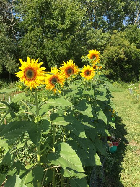 Sunflower ‘Panache’ August 2017 Started seed in the ground and they grew so quickly!  Must succession grow so as not to have blooms all at once. Garden Plot, Garden Plots, Sunflower Seeds, Summer Time, Flower Garden, Sunflower, Seeds, Sweet Home, Plants