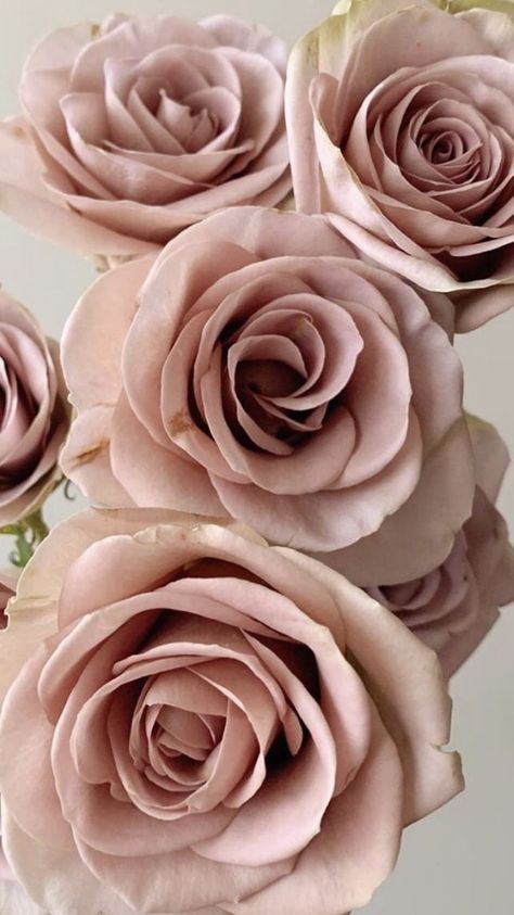 Amnesia Rose Bouquet, Neutral Roses, Home Screen Customization, Amnesia Rose, Wholesale Roses, Deco Rose, Hot Pink Roses, Lavender Garden, Deco Floral