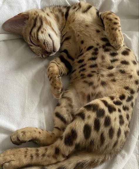 Bengal Cat, Cat Aesthetic, Cute Kittens, Cute Creatures, Pretty Cats, Beautiful Cats, Animals Friends, Cat Mom, Crazy Cats