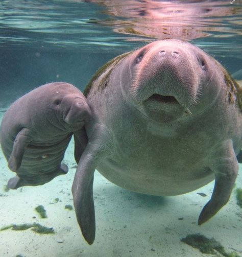 Momma and baby Barbara Manatee, Florida Manatees, Swimming With Manatees, Crystal River Florida, Sea Mammal, Sea Cow, Drawing Animals, Manatees, School Decor