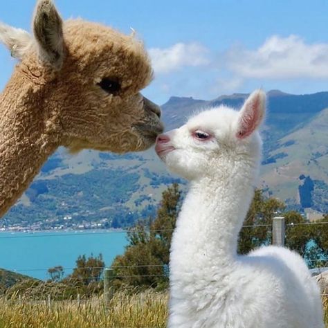 Lama Animal, Alpaca Farm, Cute Alpaca, Pretty Animals, Wall Pictures, Happy Mother, Cute Animal Photos, Pet Costumes, Cute Creatures