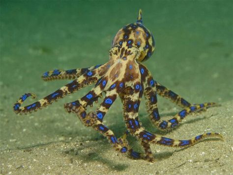 Octopus Blue Ringed Octopus, Octopus Pictures, Ringed Octopus, Molluscs, Beautiful Sea Creatures, Underwater Creatures, Underwater Life, Blue Ring, Aquatic Animals