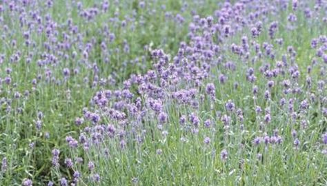 All lavender is edible -- it can be eaten without toxic results. However, not all lavender tastes the same; some varieties are better used for medicine, oil or crafts. Once you choose the right variety, however, growing the versatile plant to use in your kitchen is surprisingly easy. How To Propagate Lavender, Lavender Plants, Provence Lavender, Growing Gardens, English Lavender, Perennial Herbs, Lavender Plant, Lavender Candle, Drought Tolerant Plants