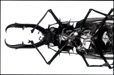 Alternative image of the front cover sleeve of Massive Attack's Mezzanine album, which was photographed by Nick Knight and Tom Hingston, and which was a composite of several metallic objects to form the shape of an insect. Massive Attack, Trip Hop, Black Milk, Original Wallpaper, Album Art, Electronic Music, Cover Art, Hd Wallpaper, Album Covers