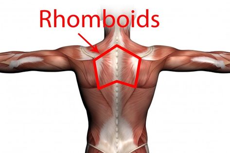 Gym Geek – What are the best exercises for the Rhomboids? Rhomboid Exercises Workouts, Rhomboids Exercises, Rhomboid Exercises, Scapula Exercises, Shoulder Anatomy, Dumbell Workout, Shoulder Pain Relief, Fat Burning Tips, Feminine Health