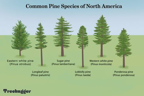 13 Most Common North American Pine Species Tree Identification Chart, Palm Tree Types, Plants Names, White Pine Tree, Eastern White Pine, Tree Identification, Picture Tree, Zone 9, Ponderosa Pine