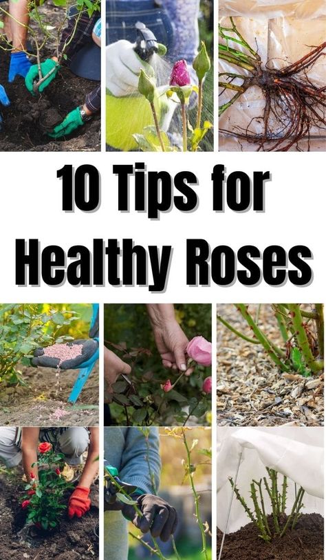 Learn all you need to know about choosing, planting, pruning and harvesting your own rose garden. All the tips for beautiful blooms! Planting Rose Bushes, Roses Garden Care, Rose Bush Care, Rose Companion Plants, Container Roses, Rose Plant Care, Pruning Roses, Bush Garden, Rose Garden Design