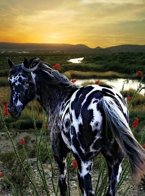 Gorgeous large black horse  spotted and speckled with white spots Beautiful markings. Looks like red cacti flowers in the foreground and beautiful winding river in the mountain background at sunset. A very lovely pic! paint horses Horses With Long Manes, Appleloosa Horses, Cool Horses, Horse Wallpapers, Unique Horses, Mustang Horses, Regnul Animal, Cai Sălbatici, Cele Mai Drăguțe Animale