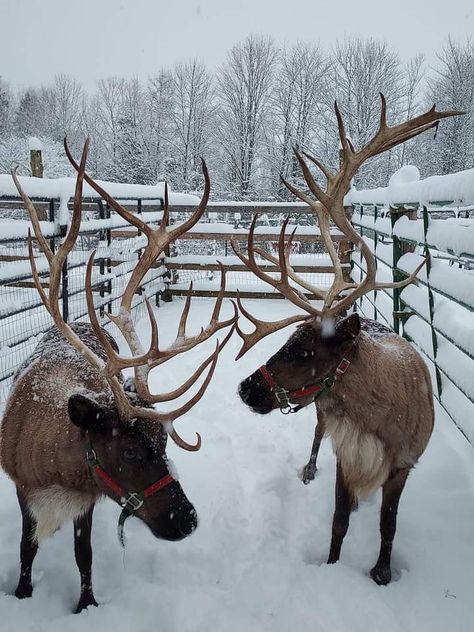 Reindeer Aesthetic, Reindeer Farm, Lush Christmas, Snow Falls, Meet Santa, Nyc Christmas, Christmas Experiences, Real Christmas Tree, Christmas Feeling