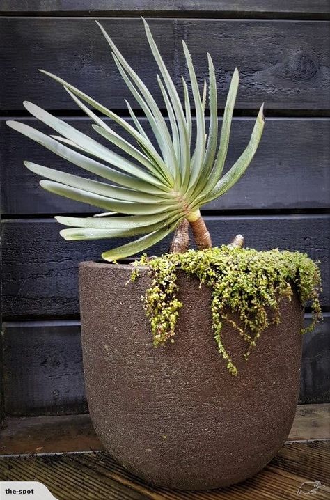 LOVELY ALOE PLICATILIS or FAN ALOE PALM in ROUGH-GLAZED NATURAL POT | Trade Me Aloe Pot Ideas, Pots For Aloe Vera Plant, Large Aloe Vera Plant Indoor, Sego Palm, Fan Aloe, Fan Aloe Plant, Aloe Plicatilis, Healthy Life Hacks, Decking Area