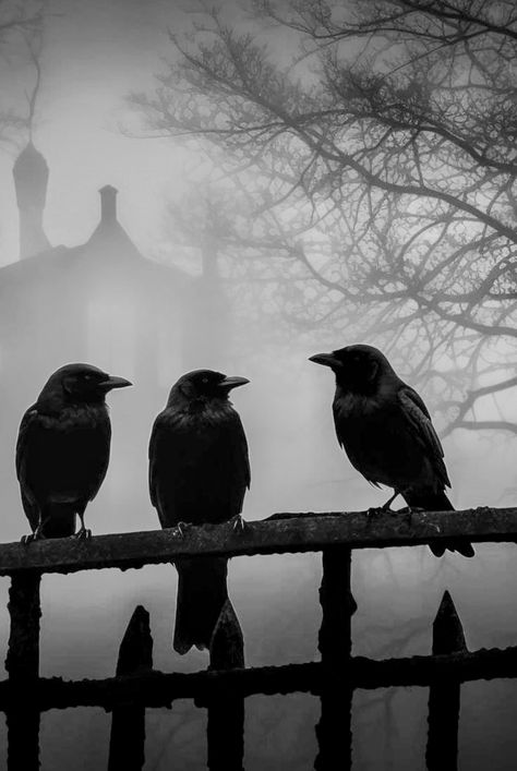 Dark Asthetics Photos, Dark Asthetics, Asthetics Photos, Hippie Core, Crows And Ravens, Black Raven, Things That Fly, Allen Poe, Edgar Allen Poe