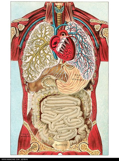 Anatomy And Physiology Study Guides Review: Essentials of human anatomy and physiology Human Organ Diagram, Vintage Diagram, Anatomy Organs, Organ System, Human Anatomy And Physiology, Medical Coding, Medical Art, Body Organs, Body Anatomy