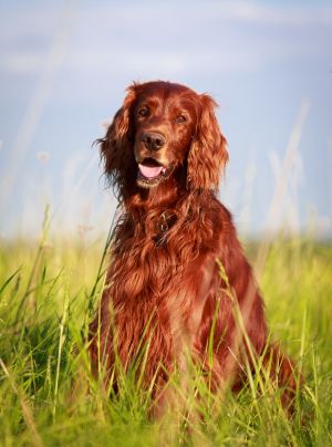 Irish Setter, Golden Retriever, Dogs, Animals