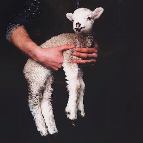 lamb Lamb Aesthetic, The Good Shepherd, Draft Horses, Aesthetic Dark, Sweet Animals, Farm Life, Animals Friends, Animal Kingdom, Animal Photography