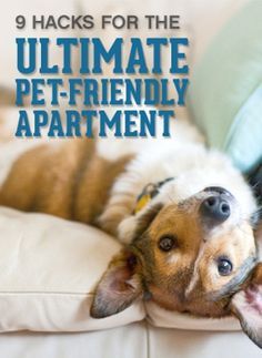 You may have found the perfect pet-friendly apartment, but that doesn’t guarantee your pets will be apartment-friendly. That’s why we’re offering nine hacks for keeping your apartment cleaner and more relaxed while living with a pet. Note that finding a pet-friendly apartment isn’t always easy. Moreover, the challenges of pet ownership often don’t end there. … Dogs Ideas, Apartment Pet, Apartment Dogs, Living With Dogs, Apartment Hacks, Easy Pets, Cat Tent, Love Your Pet, Dog Hacks