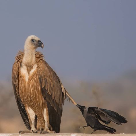 EPIC_WILD on Instagram: “@naturein_focus  Posted @withrepost • @vipul_ramanuj  When a House Crow has fun and decides to pull feathers of a Griffon Vulture. Griffon…” Vulture Feather, Griffon Vulture, Eye Spy, Beautiful Animals, Happy Animals, Bird Species, Nature Animals, Animals Beautiful, A House