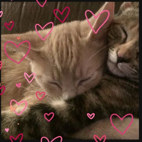 Cats matching profile pictures pfps cute cuddling with hearts Matching Cat Pfps, Cute Cat Matching Pfp, Cat Couples, Cat Matching Pfp, Matching Cat, Cute White Cat, Cat Standing, Gauntlet Gloves, Lovecore Aesthetic