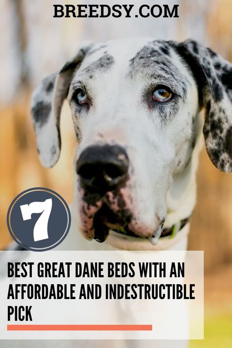 Carlotta our Pet Blogging Expert breaks down her picks for the 7 Best Great Dane Dog Beds. She takes a look at the Best Overall, Most Affordable and even an Indestructible Dog Bed Pick. #dogs #greatdanes Great Dane Bed, Diy Dog Beds, Great Dane Temperament, Indestructable Dog Bed, Dane Puppies, Diy Dog Bed, Great Dane Puppy, Dane Dog, Great Dane Dogs