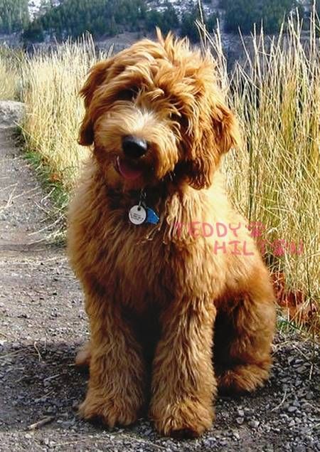 Portuguese Water Dog, Mini Goldendoodle, Airedale Terrier, Water Dog, Labradoodle, Sweet Animals, Baby Dogs, Goldendoodle, 귀여운 동물