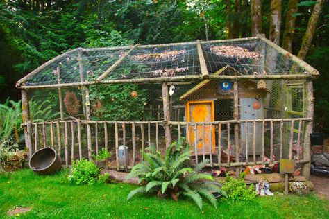 Chicks in Sticks, Photo © Liesl Clark Chicken Enclosure, Cedar Forest, Trees Photo, Diy Garden Fence, Backyard Playhouse, Backyard Chicken Farming, Backyard Canopy, Garden Canopy, Chicken Coop Plans