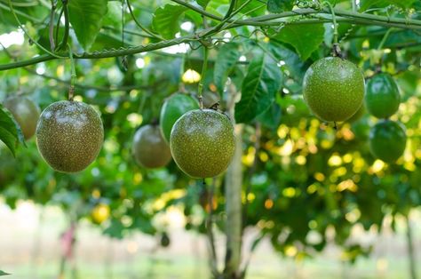 Passion Fruit Vine: How to Grow Passion Fruit | Better Homes and Gardens Blueberries In A Pot, Passion Fruit Tree, Growing Passion Fruit, Passion Fruit Vine, Passionfruit Vine, Permaculture Orchard, Plants Trellis, Passion Fruit Plant, Subtropical Garden