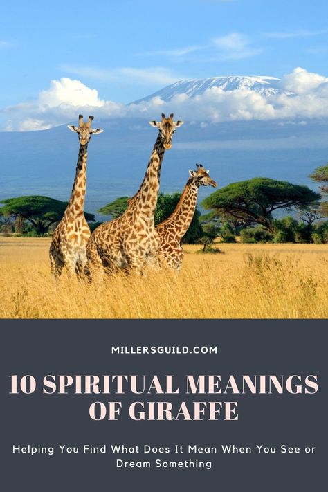 Giraffe Meaning, Animals Symbolism, Giraffe Quotes, Spirit Animal Meaning, Animal Meanings, Respect People, Animal Symbolism, Meant To Be Quotes, Your Spirit Animal