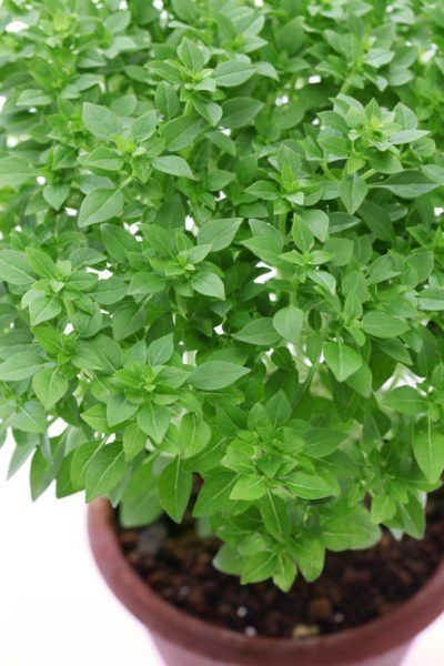 What Is Bush Basil - Learn About Bush Basil Vs. Sweet Basil Herb Plants Basil Uses, Basil Care, Types Of Basil, Basil Herb, Basil Plant, Starting Seeds Indoors, Gardening Plants, Sweet Basil, Aquaponics System