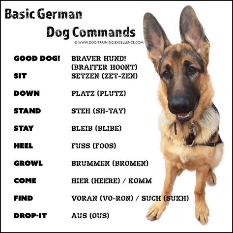 German Dog Commands, Basic German, Dog Jumping, German Shepherd Training, Training Puppy, Dog Commands, Positive Dog Training, Easiest Dogs To Train, German Dog