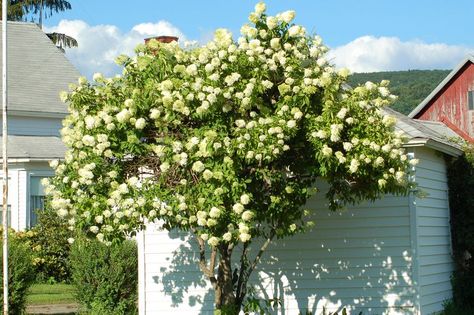 The Hydrangea Bush That Aspires to Tree Status. Would like to use this in a pot with hackonchloa grass. Pot to be near love seat as a floating divided bw seating and dinning area along wall. Hydrangea Grandiflora, Fast Growing Privacy Shrubs, Bobo Hydrangea, Hydrangea Tree, Shrubs For Privacy, Tall Shrubs, Panicle Hydrangea, Limelight Hydrangea, Hydrangea Bush