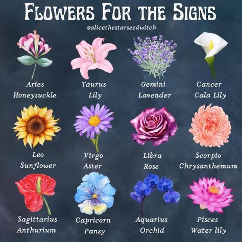 Witchcraft Flowers, Flowers For Witchcraft, Witchy Flower Meanings, Flowers For Each Zodiac Sign, Zodiac Sign Flowers, Meaning Flowers, Pretty Flower Names, Rose Color Meanings, Flower Dictionary