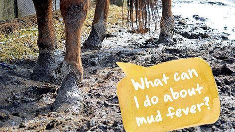 What Can I Do About Mud Fever? Mud Fever In Horses, Horse Ownership, Horse Behavior, Vet Med, Animal Health, Bacterial Infection, Horse Health, Horses And Dogs, Perfect Storm