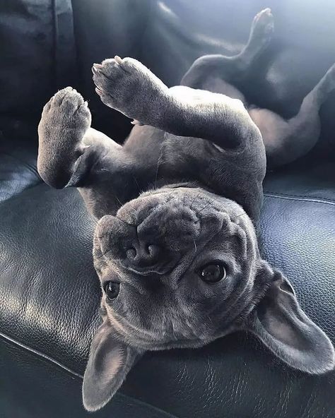 Grey French Bulldog, Dog Waiting, Bulldog Francese, Mouse Hunt, Frenchie Bulldog, French Bulldog Dog, Frenchie Puppy, Cute French Bulldog, Cute Little Puppies