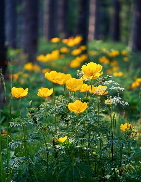 Yellow Poppies Growing Poppies, Yellow Poppies, Wild Poppies, Garden Pest Control, Wildflower Garden, California Poppy, Fall Plants, Garden Pests, Spring Day