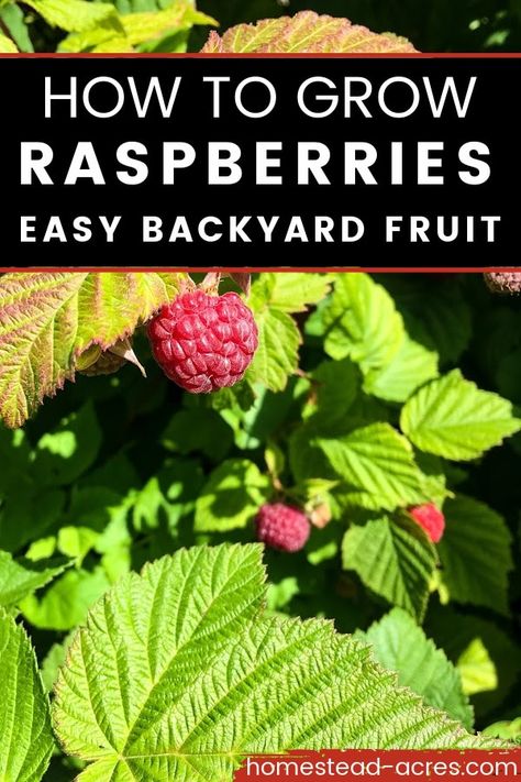 Raspberry Plant Care, Fruit In Garden, How To Grow Raspberries Bushes, When To Plant Blueberries, How To Take Care Of Raspberry Bushes, Backyard Fruit And Vegetable Garden, How To Contain Raspberry Bushes, How To Plant Raspberries Bushes, When To Plant Raspberry Bushes