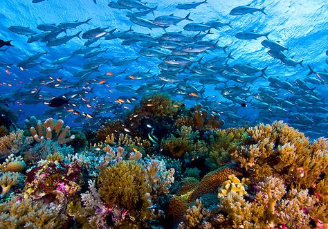 Coral Reef by Carlos Villoch  Coral Reef with lots of sea life, Tubbataha, Philippines. Tubbataha Reef, Great Barrier Reef Australia, Jacques Yves Cousteau, Philippine Houses, Mindoro, Puerto Princesa, Google Street View, Bohol, Davao