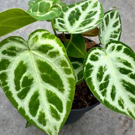 Rare Houseplants, Amazing Plants, Epipremnum Pinnatum, Plant Goals, Small Leaf, Lots Of Money, Most Wanted, Exotic Plants, Rare Plants