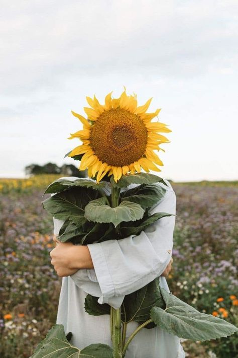 Sunflower Photography, Dreamy Photography, Sunflower Fields, Still Image, Photography Inspo, Beautiful Photography, A Boy, Beautiful Photo, Royalty Free Images