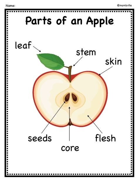 Parts of an Apple Activity [with Free Printable] | Mombrite Apple Worksheet, Apple Lesson Plans, Apple Crafts Preschool, Parts Of An Apple, Apple Theme Activities, September Lessons, Apple Template, Preschool Apple Theme, Apple Lessons