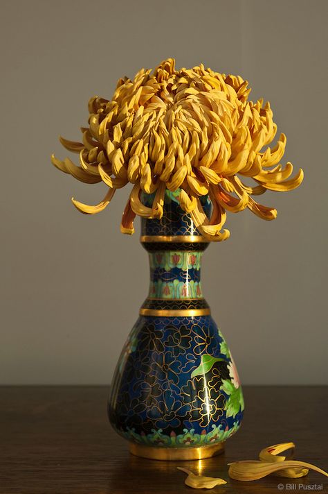 Happy Chrysanthemum Day & Double Ninth Festival! Place yellow golden chrysanthemums in your home or office today to immediately attract good luck. Chrysanthemum In Vase, Chrysanthemum Vase, Chrysanthemum Aesthetic, Yellow Chrysanthemum, Chrysanthemum Flower, Water Flowers, Chrysanthemum, Ikebana, Plant Life